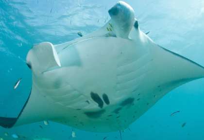 Yap © Shutterstock - Ethan Daniels