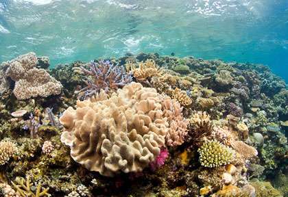 Snorkleing aux iles FIdji