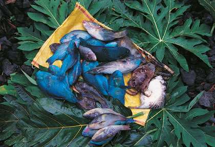 Plat de poisson à Samoa